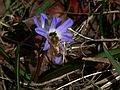 March 30, 2006 - Maudslay State Park, Newburyport, Massachusetts.<br />Bee on scilla.