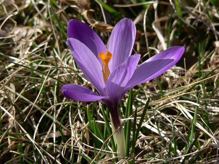 March 30, 2006 - Maudslay State Park, Newburyport, Massachusetts.<br />Crocus.