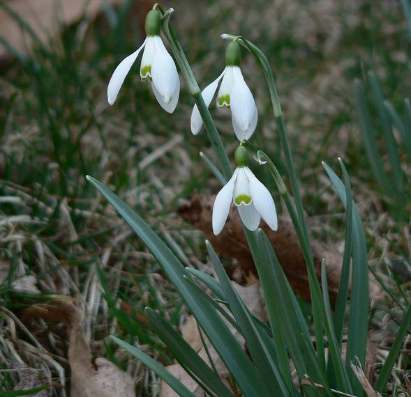 March 30, 2006 - Maudslay State Park, Newburyport, Massachusetts.<br />Another kind of snowdrops.