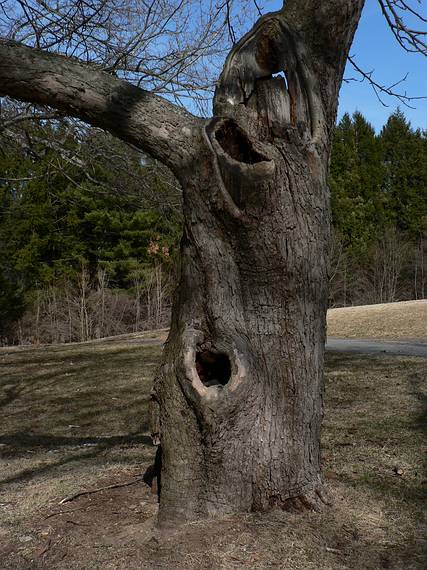 March 30, 2006 - Maudslay State Park, Newburyport, Massachusetts.