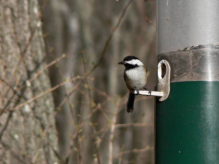 March 30, 2006 - Maudslay State Park, Newburyport, Massachusetts.<br />Chicadee.