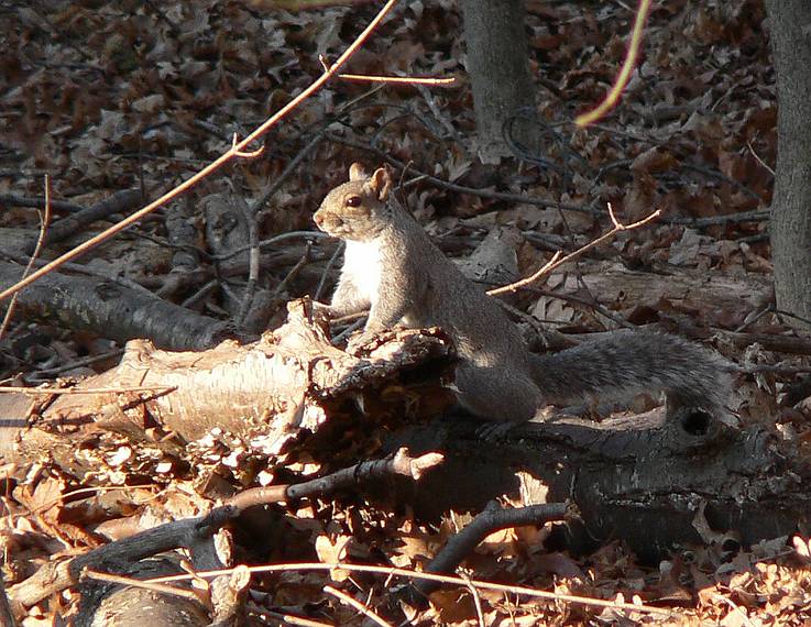 April 1, 2006 - Merrimac, Massachusetts.<br />Squirrel in our back yard.