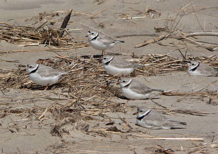 April 2, 2006 - Sandy Point State Preserve, Plum Island, Massachusetts.<br />Piping plovers.