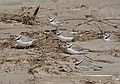 April 2, 2006 - Sandy Point State Preserve, Plum Island, Massachusetts.<br />Piping plovers.