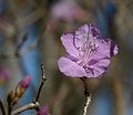 April 2, 2006 - Maudslay State Park, Newburyport, Massachusetts.