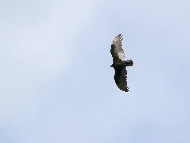 April 6 , 2006 - Maudslay State Park, Newburyport, Massachusetts.<br />A vulture circling overhead.