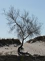 April 20, 2006 - Crane Beach, Ipswich, Massachusetts.