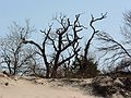 April 20, 2006 - Crane Beach, Ipswich, Massachusetts.