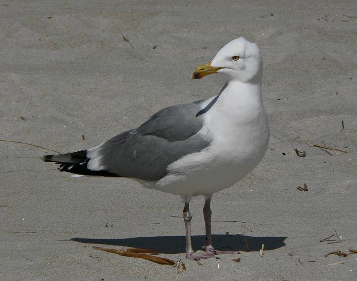 April 20, 2006 - Crane Beach, Ipswich, Massachusetts.