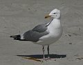 April 20, 2006 - Crane Beach, Ipswich, Massachusetts.