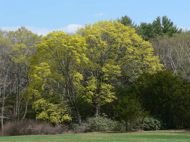 April 27, 2006 - Maudslay State Park, Newburyport, Massachusetts.