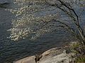 April 27, 2006 - Maudslay State Park, Newburyport, Massachusetts.