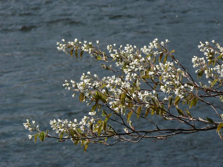 April 27, 2006 - Maudslay State Park, Newburyport, Massachusetts.