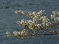 April 27, 2006 - Maudslay State Park, Newburyport, Massachusetts.