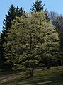 April 27, 2006 - Maudslay State Park, Newburyport, Massachusetts.