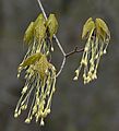 April 27, 2006 - Maudslay State Park, Newburyport, Massachusetts.