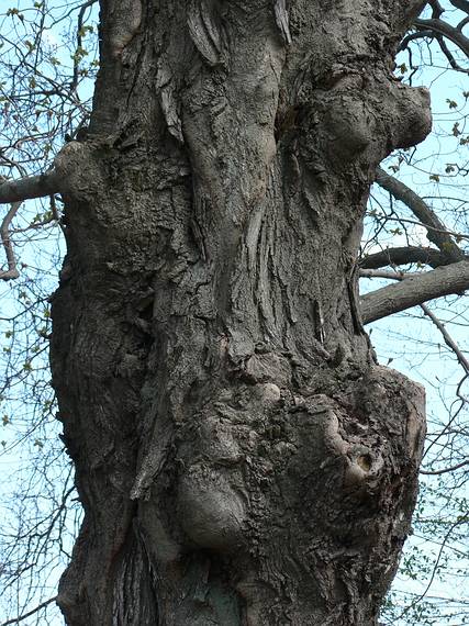 April 27, 2006 - Maudslay State Park, Newburyport, Massachusetts.