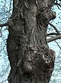 April 27, 2006 - Maudslay State Park, Newburyport, Massachusetts.