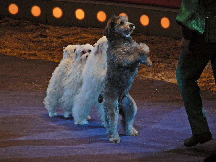 April 30, 2006 - City Hall Plaza, Boston, Massachusetts.<br />Dogs performing in the "Big Apple" circus.