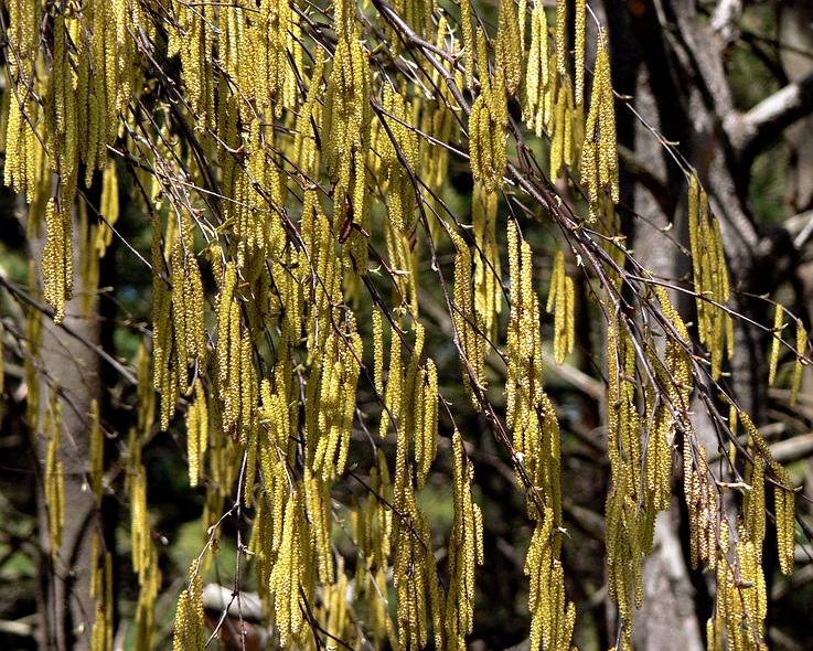 May 1, 2006 - Maudslay State Park, Newburyport, Massachusetts.