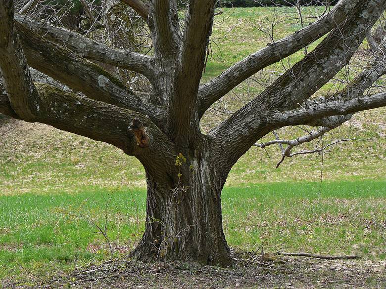 May 1, 2006 - Maudslay State Park, Newburyport, Massachusetts.