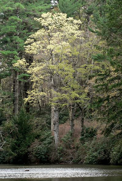 May 1, 2006 - Maudslay State Park, Newburyport, Massachusetts.