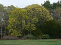 May 1, 2006 - Maudslay State Park, Newburyport, Massachusetts.