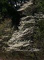 May 4, 2006 - Maudslay State Park, Newburyport, Massachusetts.<br />A dogwood.