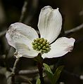 May 4, 2006 - Maudslay State Park, Newburyport, Massachusetts.<br />The flower of a dogwood tree.
