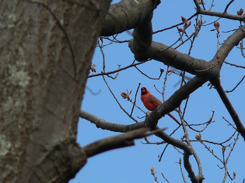 May 4, 2006 - Maudslay State Park, Newburyport, Massachusetts.<br />A cardinal at Curzon's Mill.