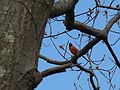 May 4, 2006 - Maudslay State Park, Newburyport, Massachusetts.<br />A cardinal at Curzon's Mill.