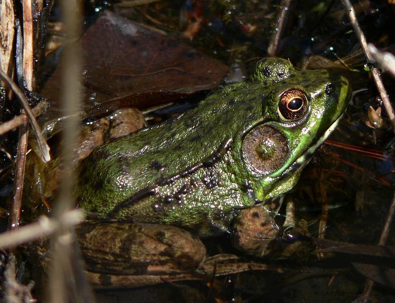 May 5, 2006 - Maudslay State Park, Newburyport, Massachusetts.<br />Frog.