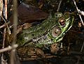 May 5, 2006 - Maudslay State Park, Newburyport, Massachusetts.<br />Frog.