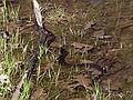 May 5, 2006 - Maudslay State Park, Newburyport, Massachusetts.<br />Snake.