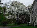 May 16, 2006 - Merrimac, Massachusetts.<br />Dogwood on River Rd.