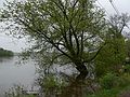 May 16, 2006 - Merrimac, Massachusetts.<br />The Merrimac River at the highest that I have seen it.