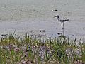 May 17, 2006 - Parker River National Wildlife Refuge, Plum Island, Massachusetts.<br />Lesser yellowlegs?