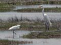 May 17, 2006 - Parker River National Wildlife Refuge, Plum Island, Massachusetts.<br />Snowy egret and great egret.