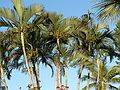 May 27, 2006 - Sarasota, Florida.<br />Palms at Turtles Restaurant on Siesta Key.