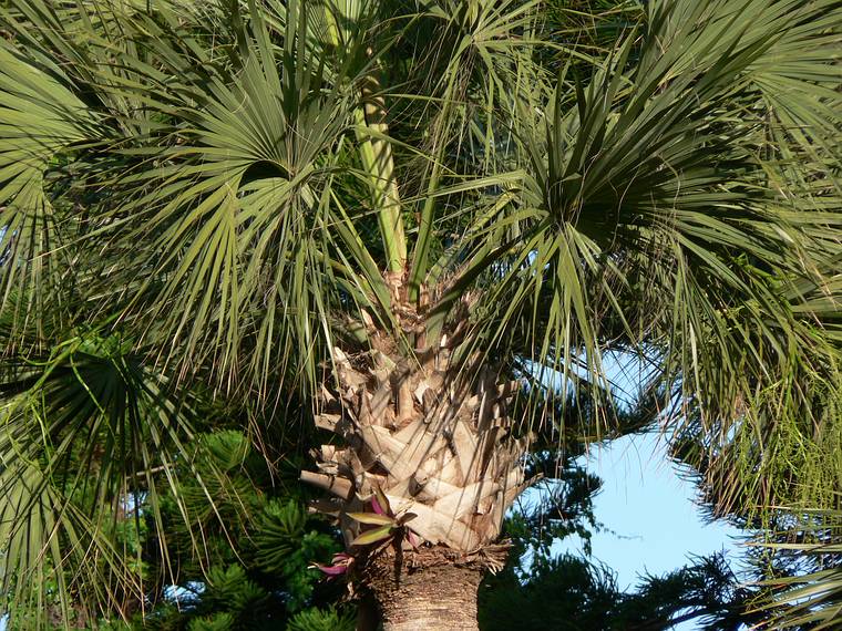 May 27, 2006 - Sarasota, Florida.<br />Detail of palm at Turtles Restaurant on Siesta Key.