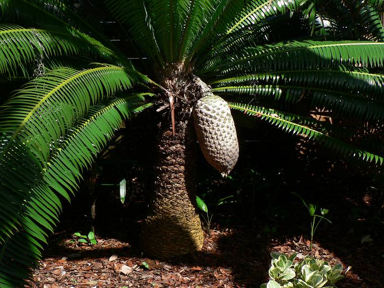 May 28, 2006 - Sarasota, Florida.<br />At the Marie Selby Botanical Gardens.