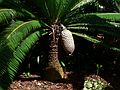 May 28, 2006 - Sarasota, Florida.<br />At the Marie Selby Botanical Gardens.