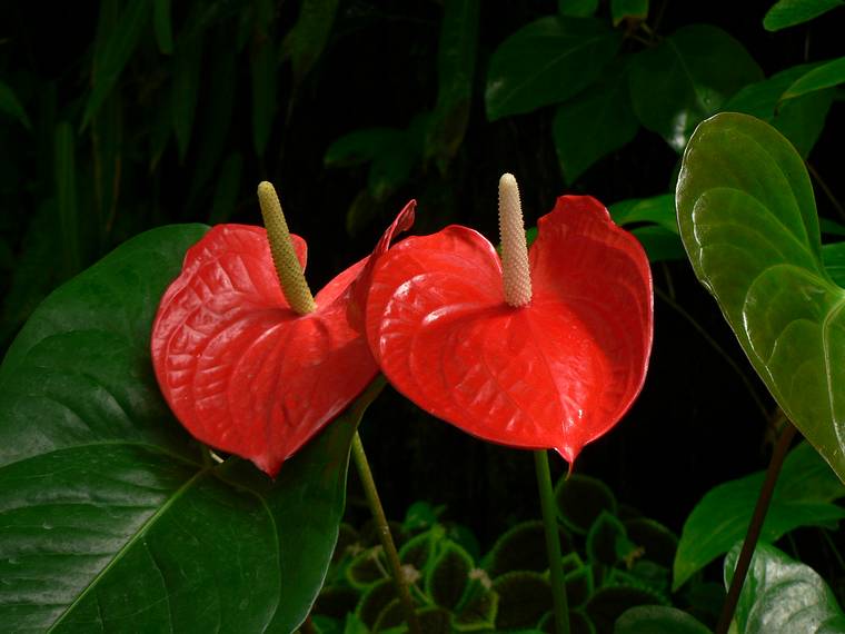 May 28, 2006 - Sarasota, Florida.<br />At the Marie Selby Botanical Gardens.