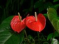 May 28, 2006 - Sarasota, Florida.<br />At the Marie Selby Botanical Gardens.