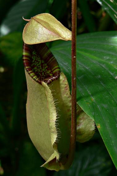 May 28, 2006 - Sarasota, Florida.<br />At the Marie Selby Botanical Gardens.<br />Pitcher plant.