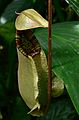 May 28, 2006 - Sarasota, Florida.<br />At the Marie Selby Botanical Gardens.<br />Pitcher plant.