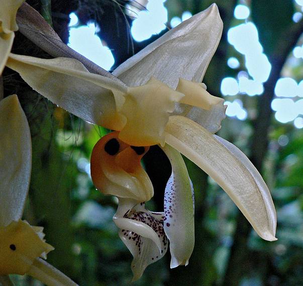 May 28, 2006 - Sarasota, Florida.<br />At the Marie Selby Botanical Gardens.
