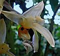 May 28, 2006 - Sarasota, Florida.<br />At the Marie Selby Botanical Gardens.