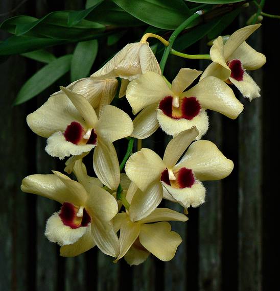May 28, 2006 - Sarasota, Florida.<br />At the Marie Selby Botanical Gardens.