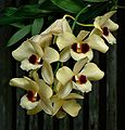 May 28, 2006 - Sarasota, Florida.<br />At the Marie Selby Botanical Gardens.